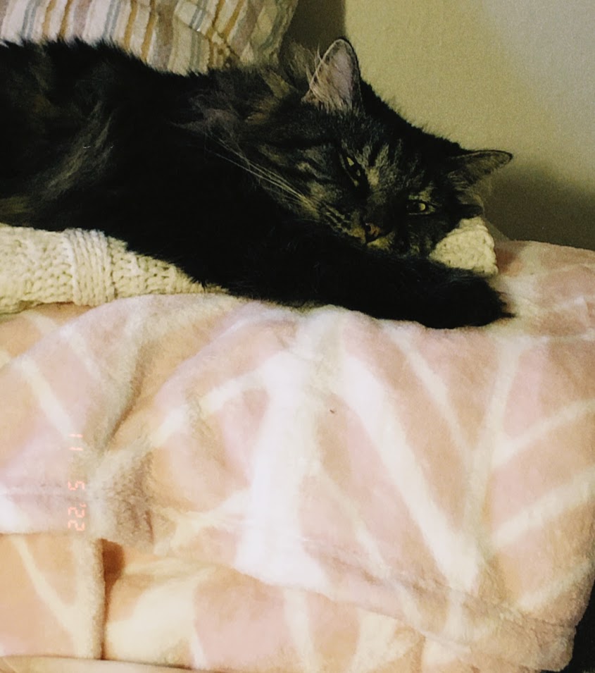 november 5, 2022: Eggs the cat, looking exceedingly grumpy on his pile of blankets.